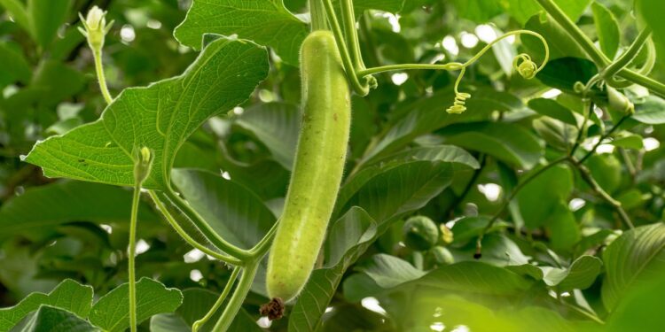 Unlocking the Secrets of Weight Loss Nutrition Plans: A Beginner's Guide