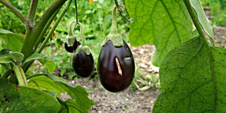 Unlock the Flavor: Best Vegan Spice Blends for Every Meal