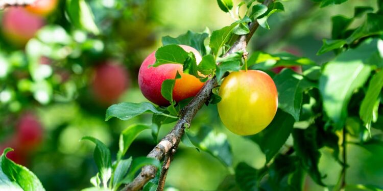 10 Quick Vegan Meal Ideas for Busy Weeknights