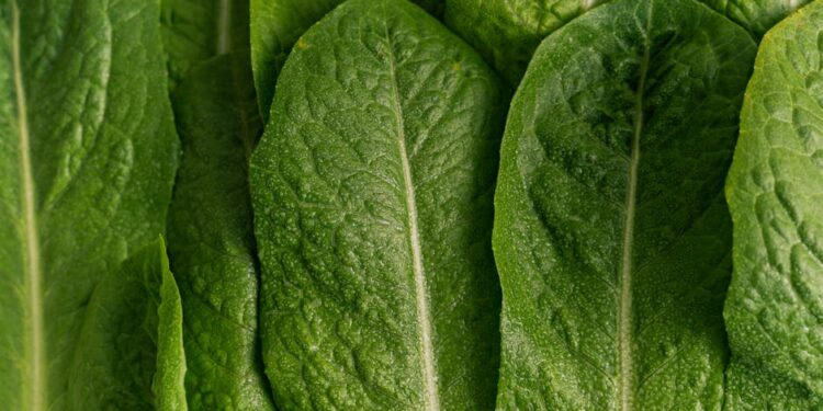 Unlock the Secrets: 5 Surprising Plant-Based Diet Benefits You Need to Know