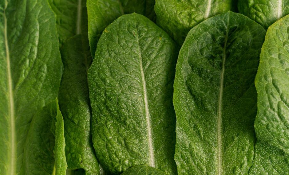 Unlock the Secrets: 5 Surprising Plant-Based Diet Benefits You Need to Know